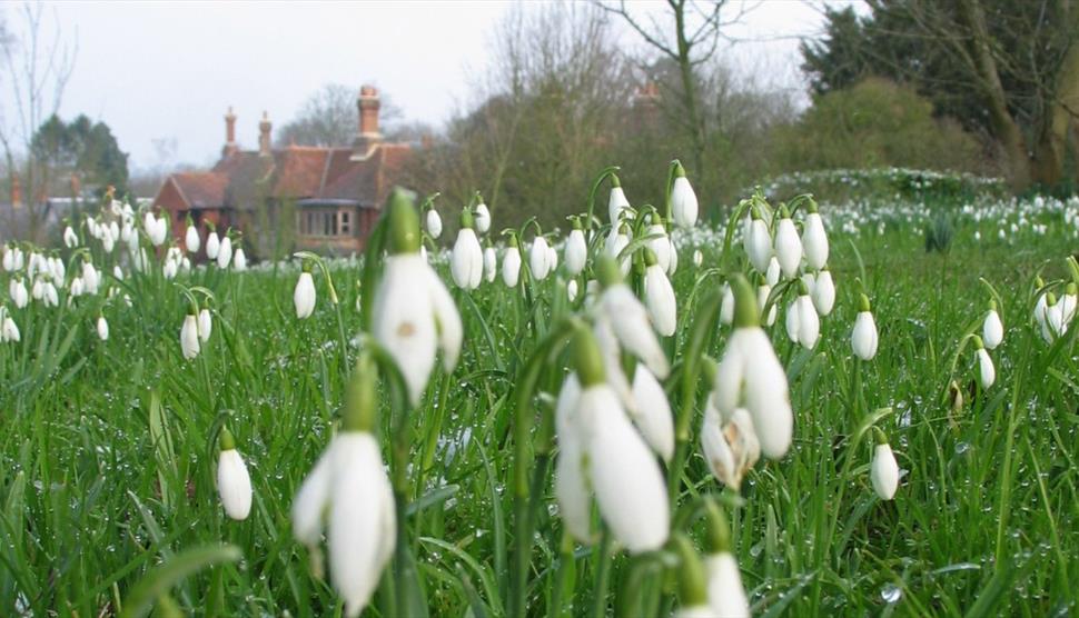 Gilbert White's House snowdrops